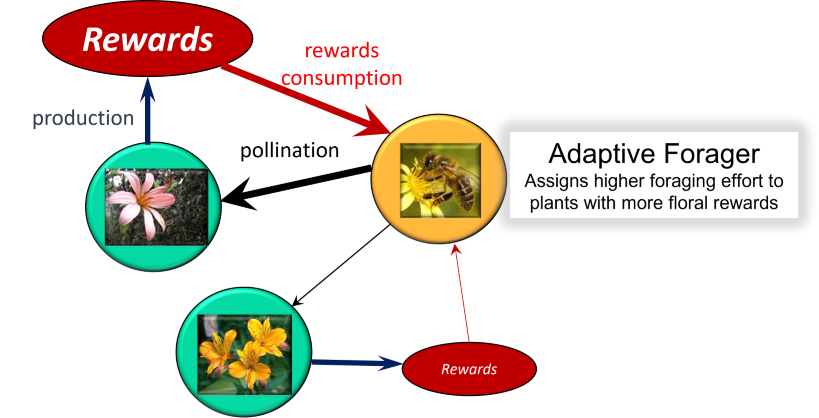 Valdovinos_et_al_model_diagram